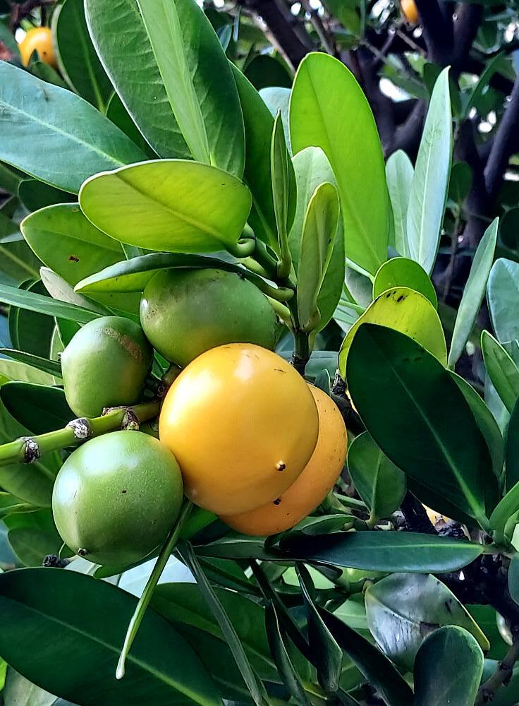 福木屬果樹