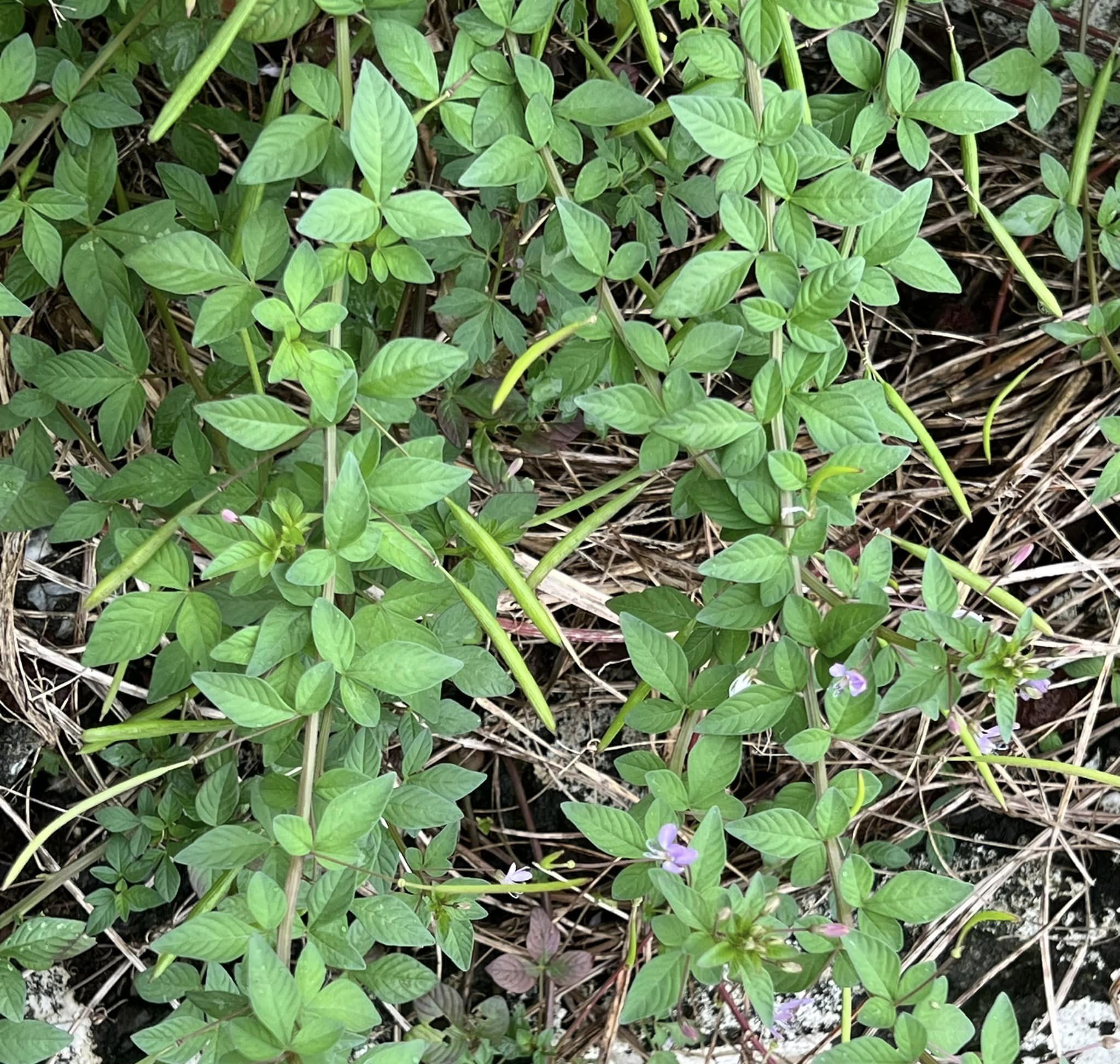 平伏莖白花菜-04