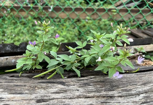 平伏莖白花菜-01