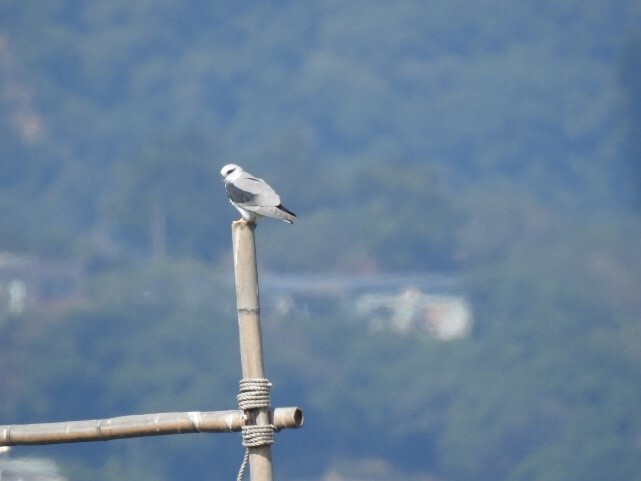 11黑翅鳶 