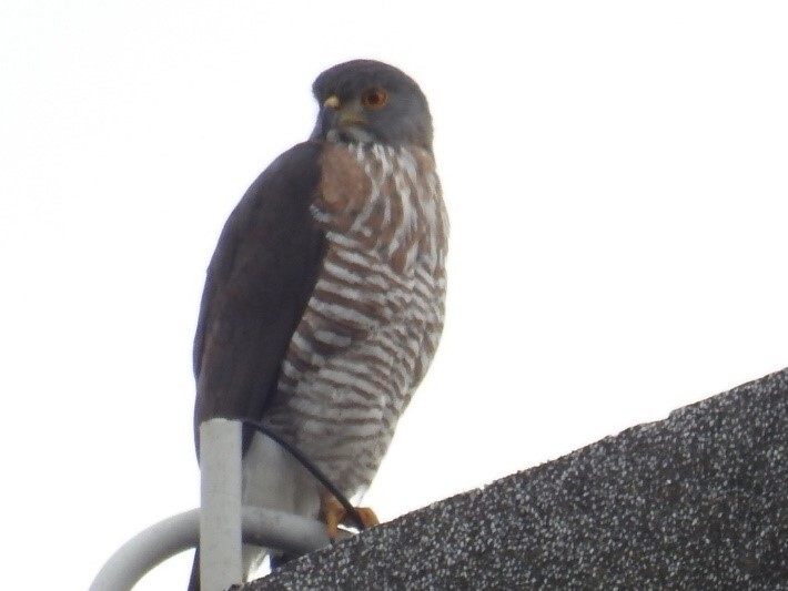 01鳳頭蒼鷹