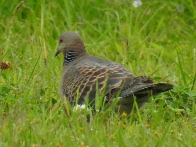 22金背鳩